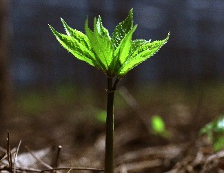 歷史上導致三七價格暴跌的罪魁禍首到底是誰？（一）